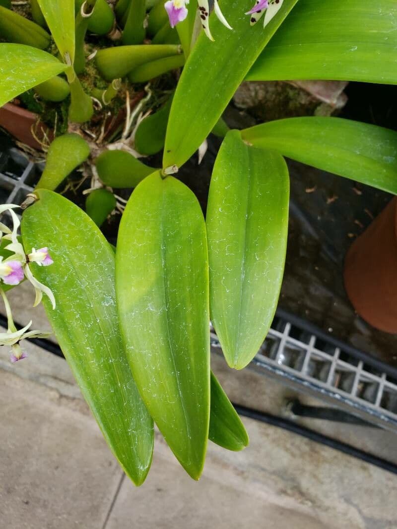 Orchidea 6