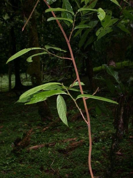 Dichapetalum 16