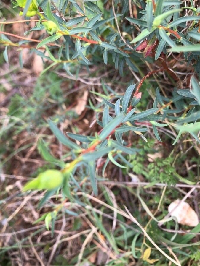 Euphorbia 20