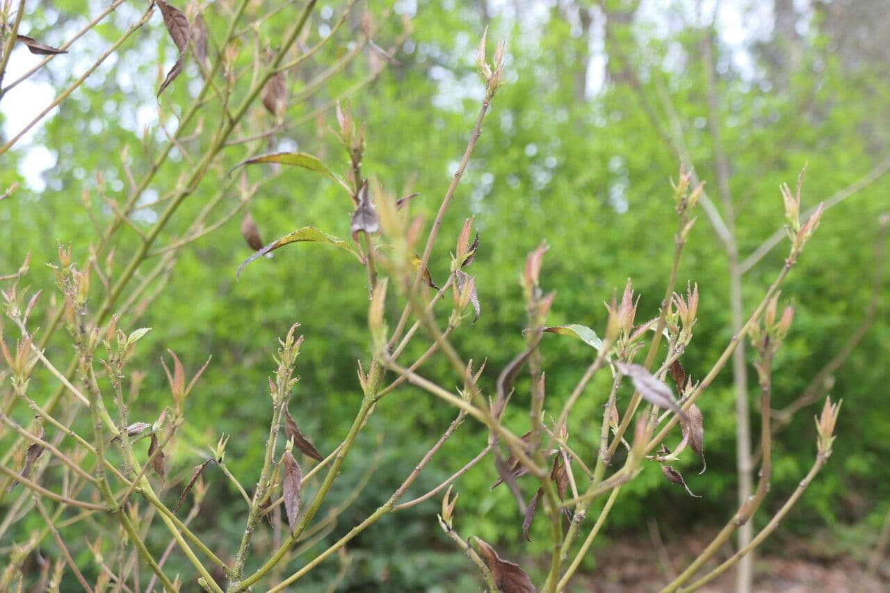 Helwingia
