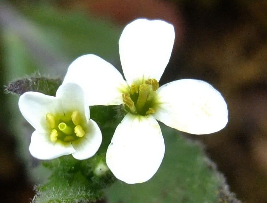 Arabis nova 3