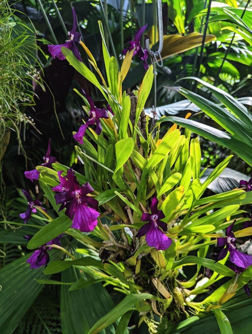 Miltonia 6
