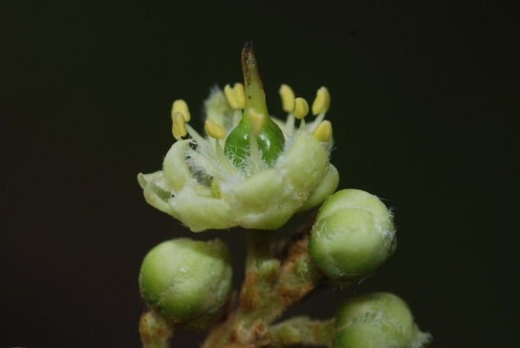 Seifenbaum 8