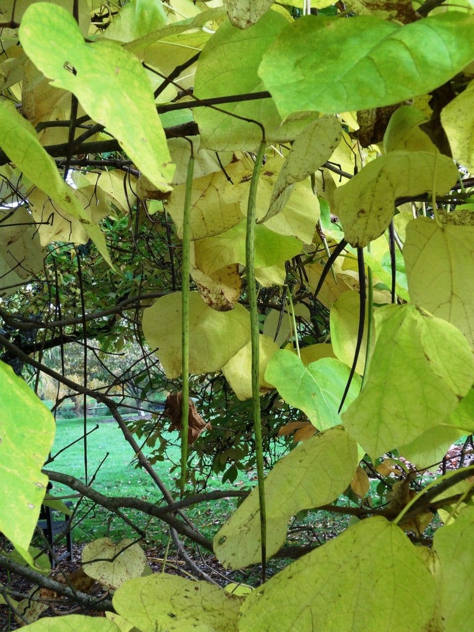 Katalpa vajcovitolistá 12