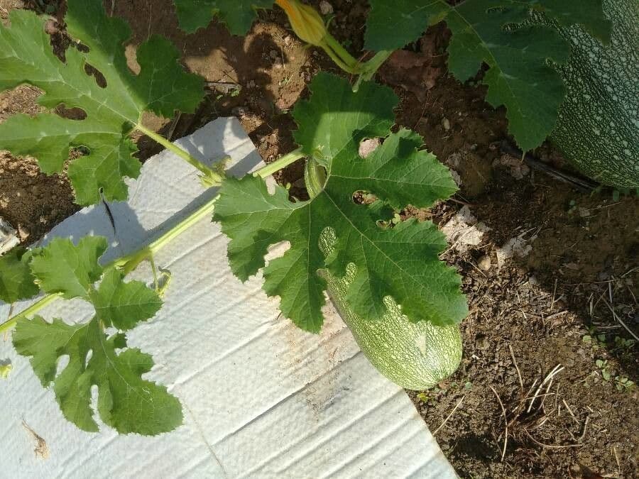 Bitter bottle gourd 13