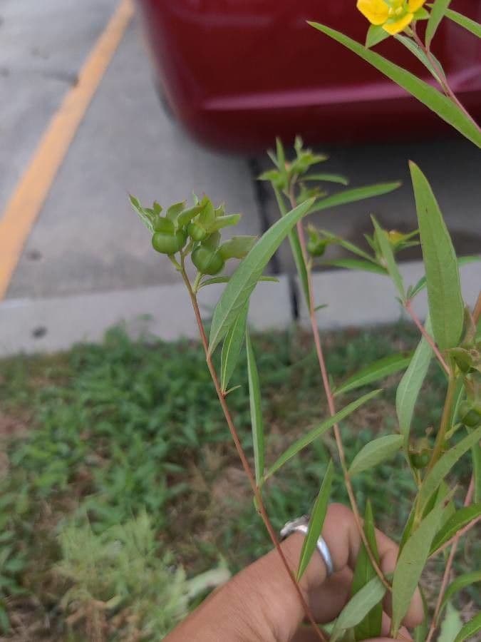 Ludwigia alternifolia 5