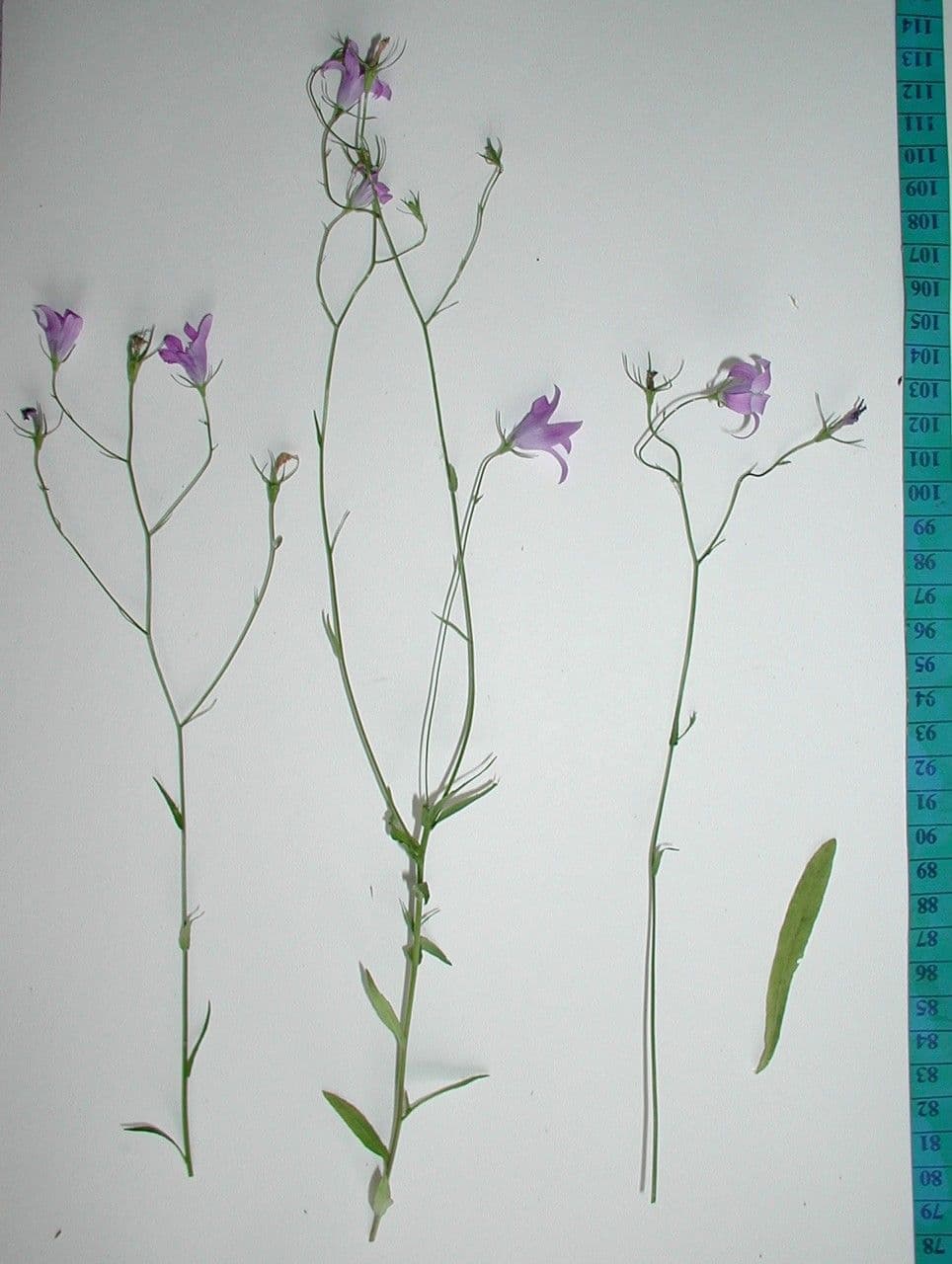 Campanula diffusa 28