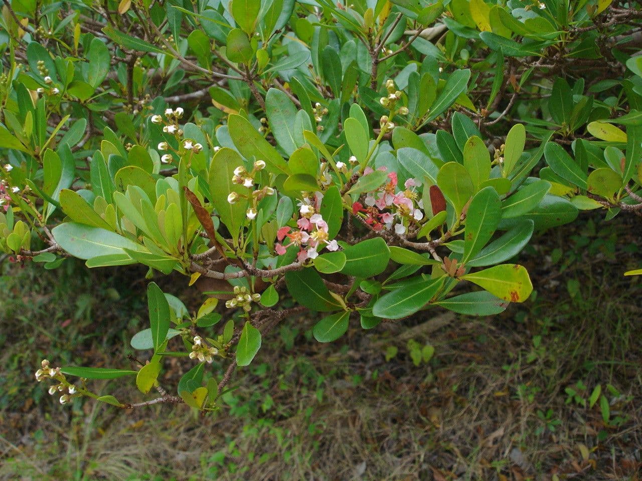 Byrsonima 9