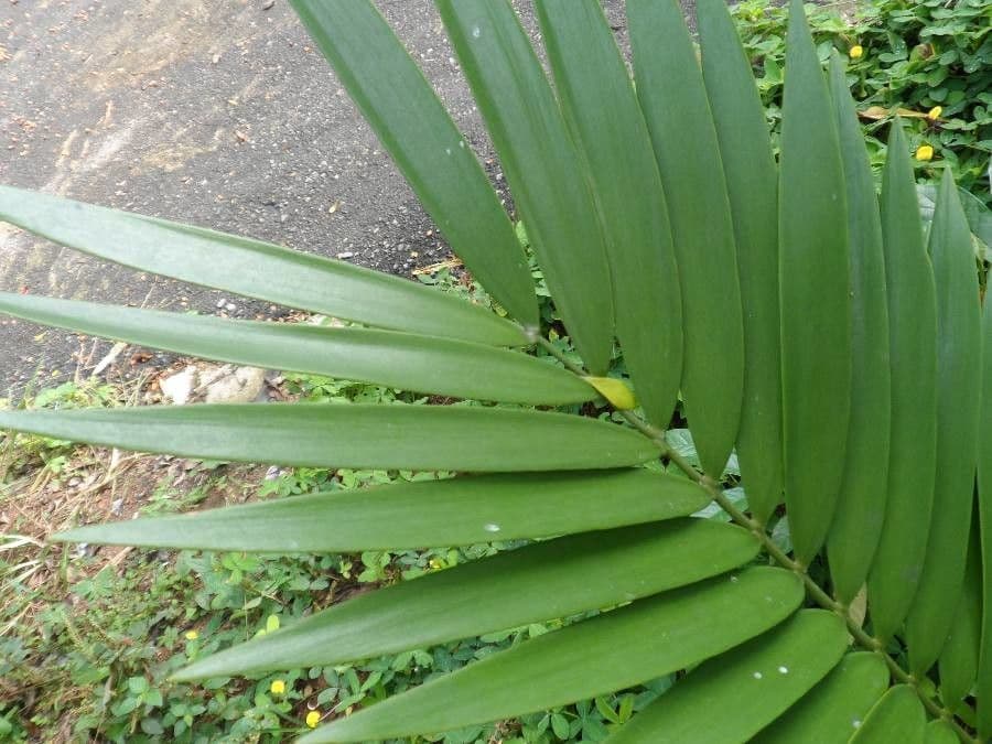 Zamia 2
