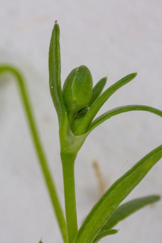 Sagina apetala 21