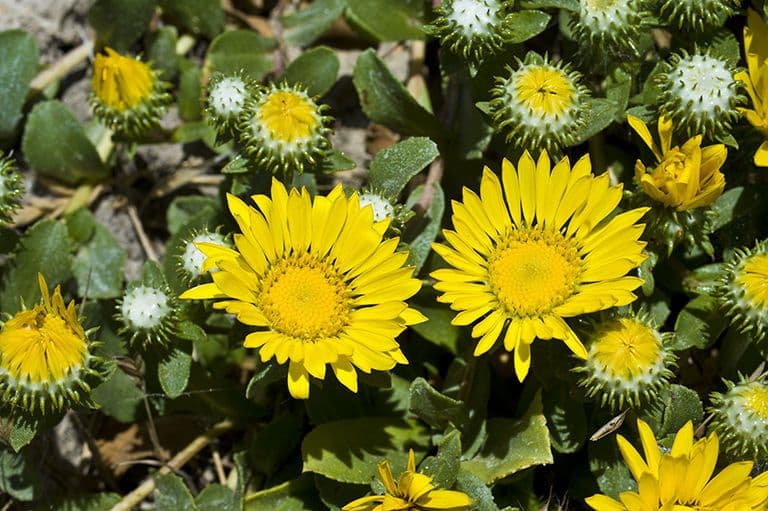 Grindelia