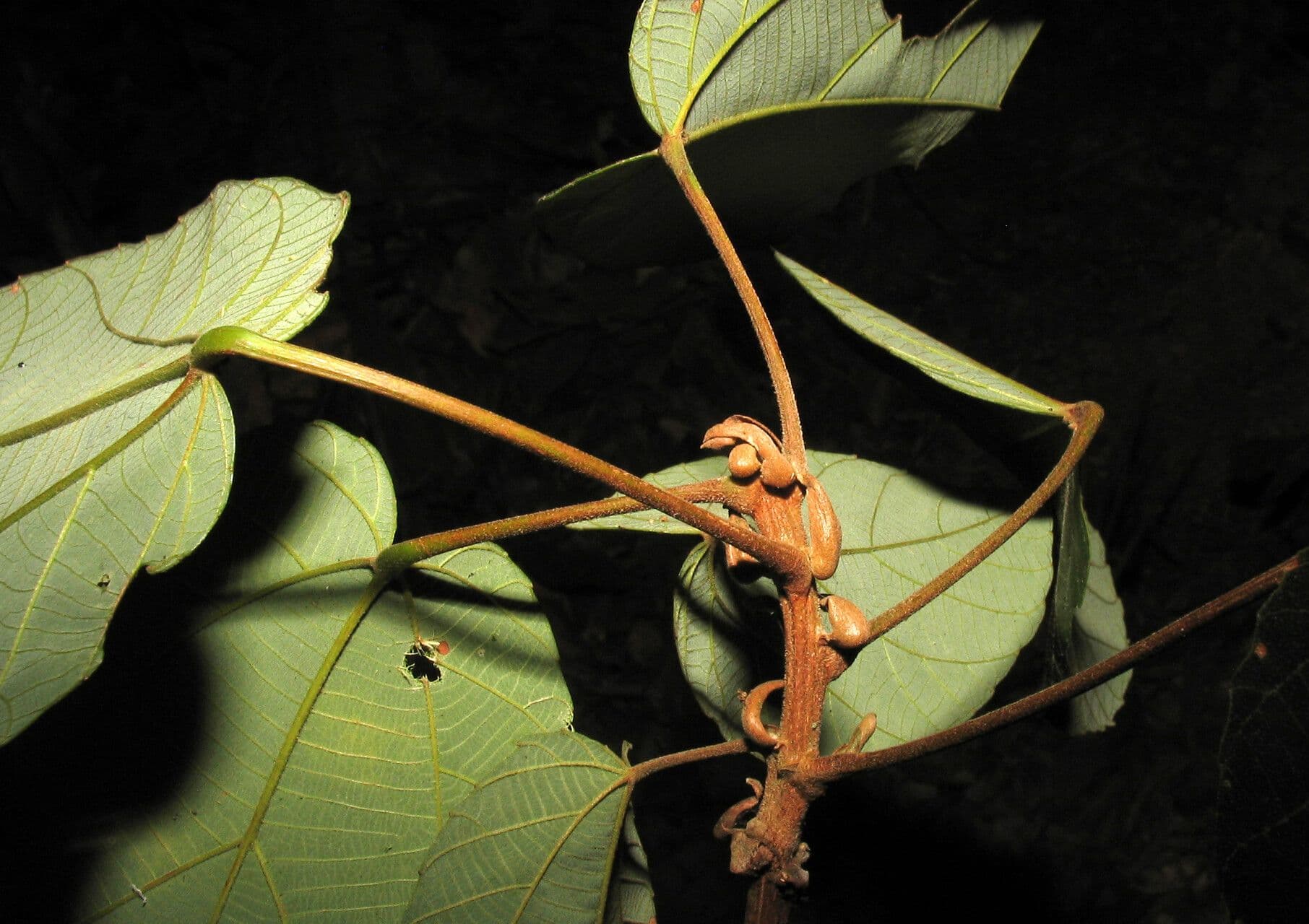 Conceveiba