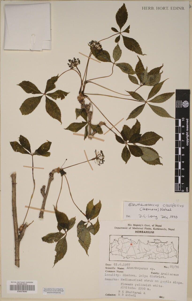 Eleutherococcus 10