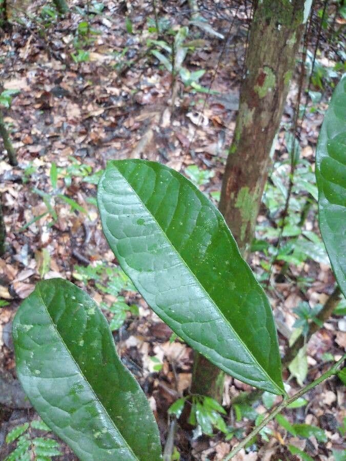 Cymbopetalum 5