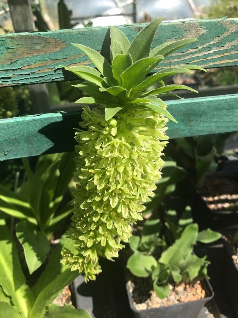Eucomis 2