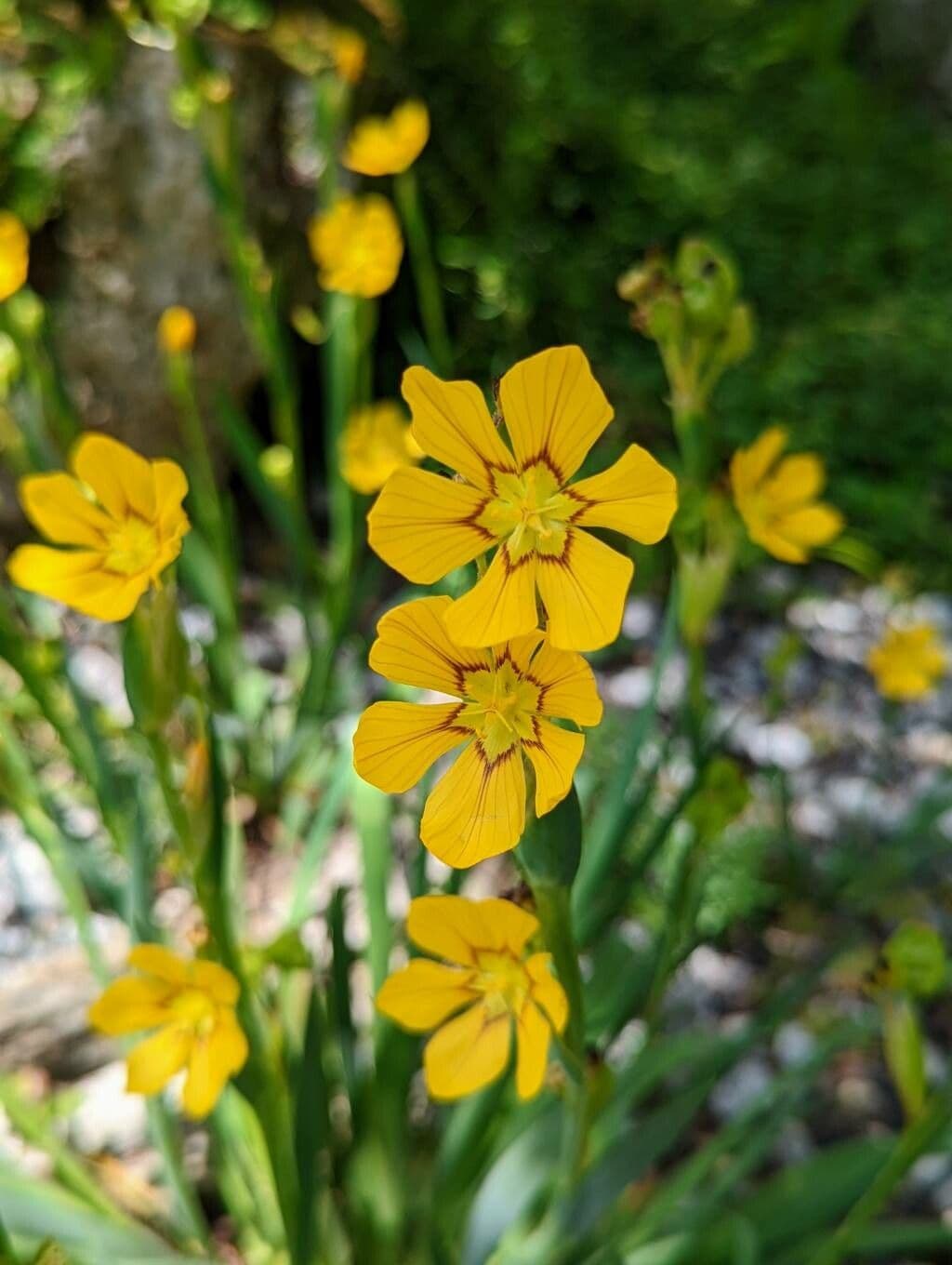 Sisyrinchium 4