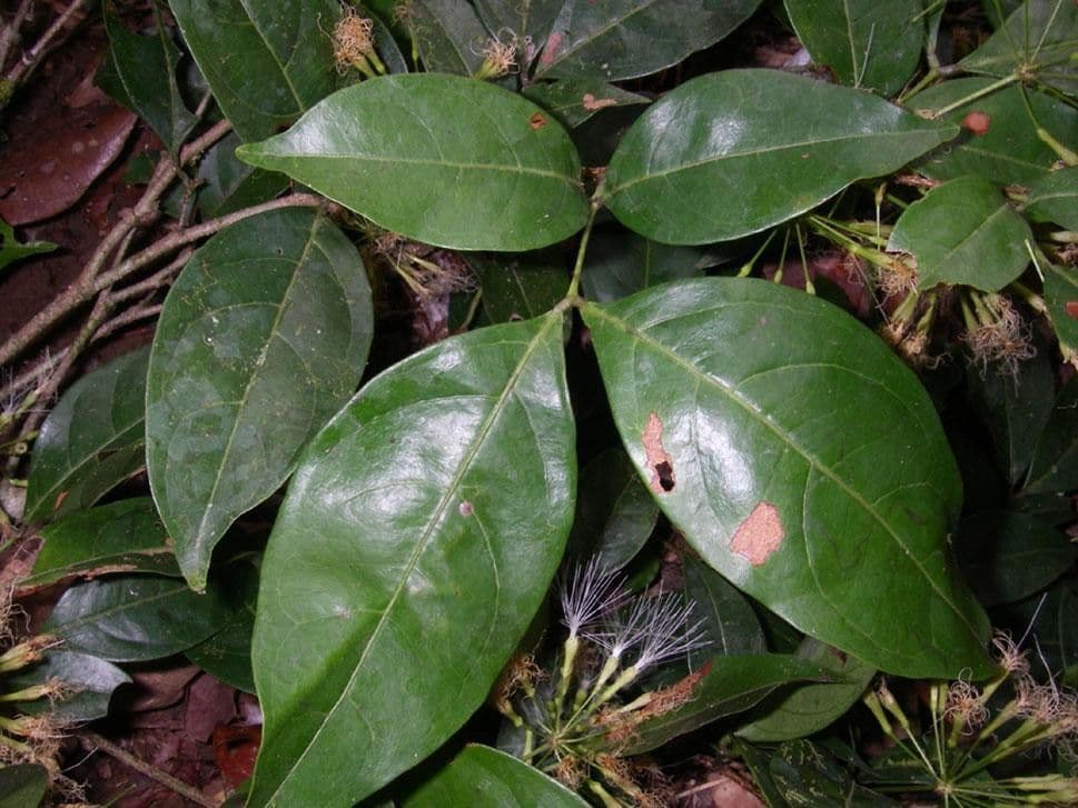 Inga 8