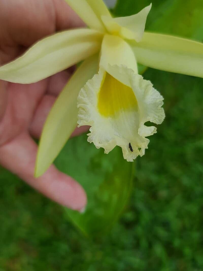 Sobralia