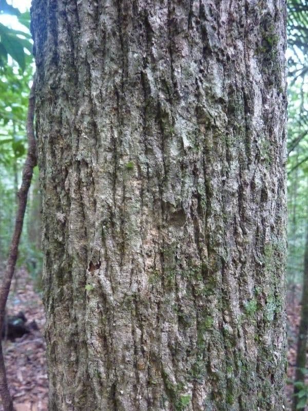 Duguetia 4
