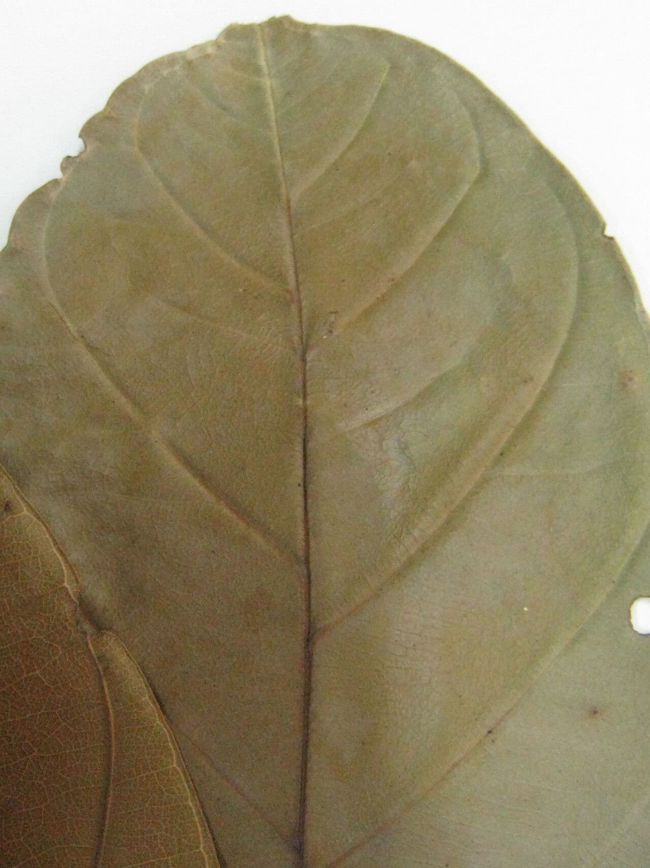 Erisma 9