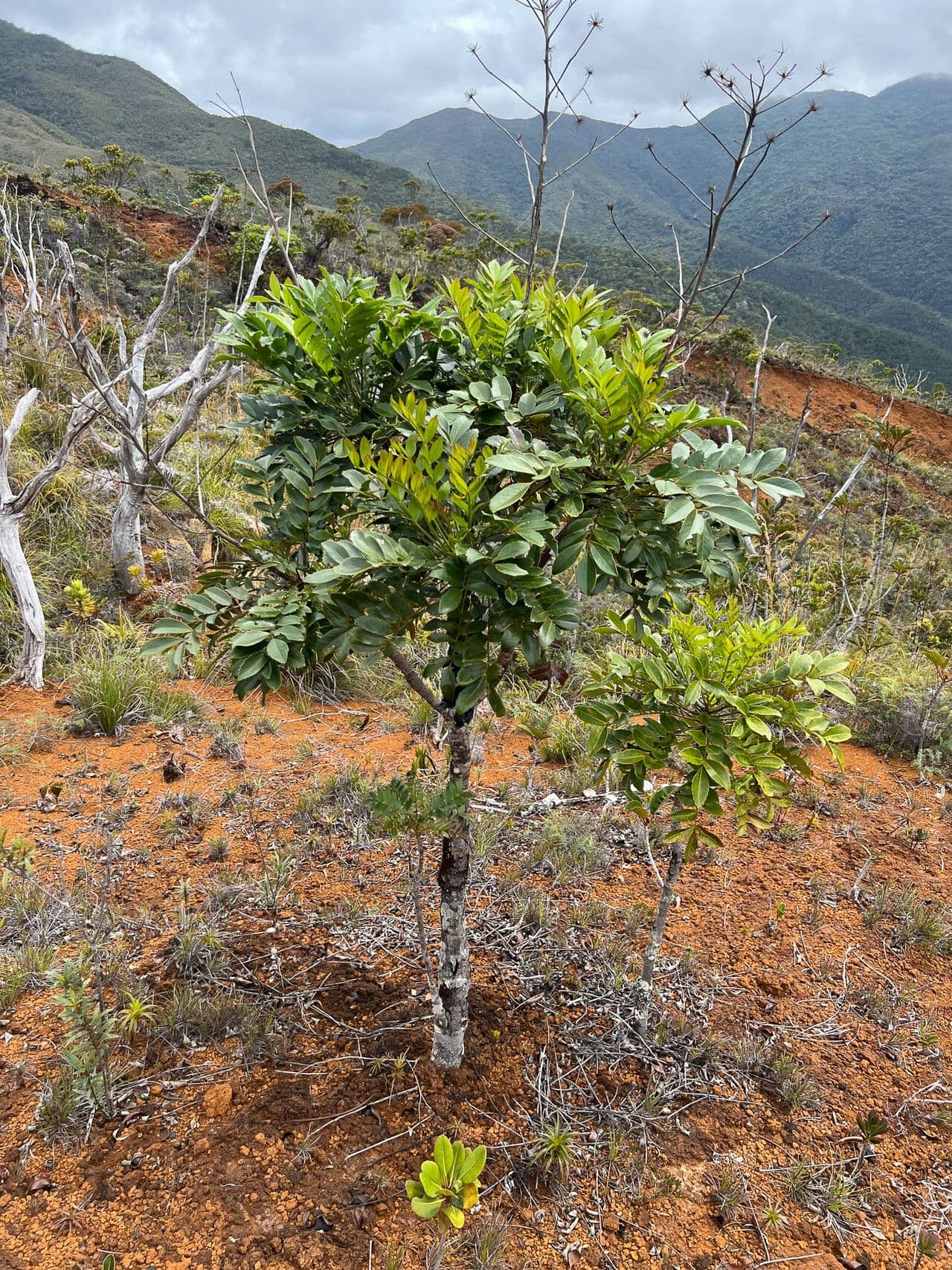 Myodocarpus 14