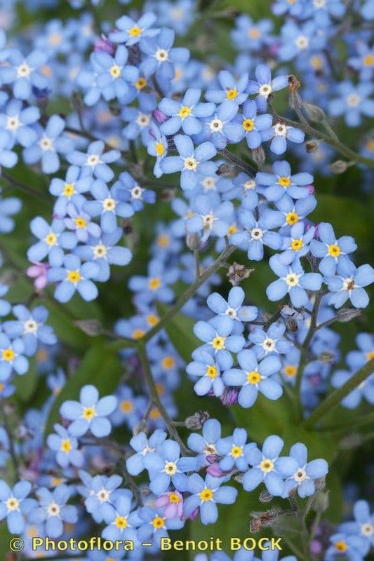 Myosotis décombant 20