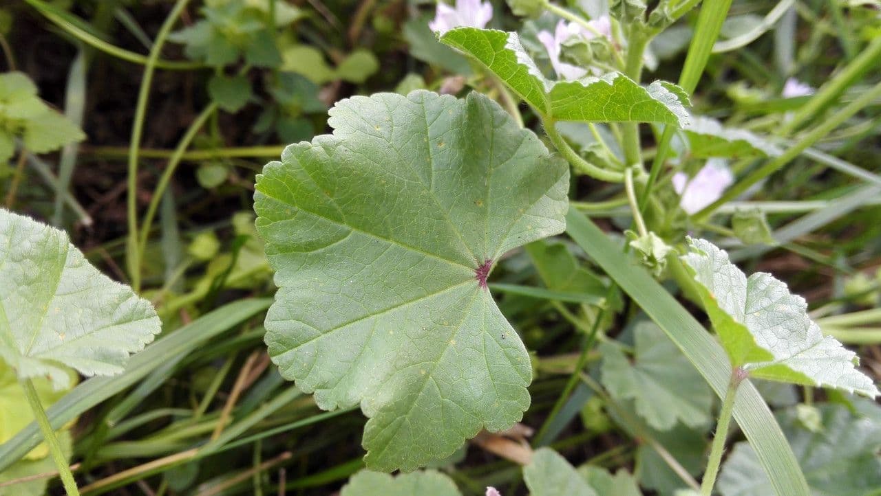Malva domestica 17
