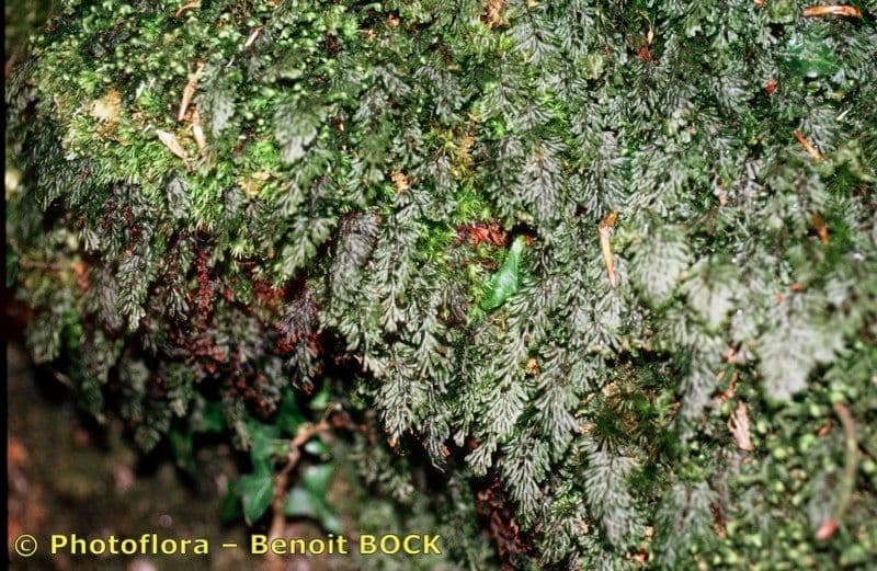 Braunes Hymenophyllum 21