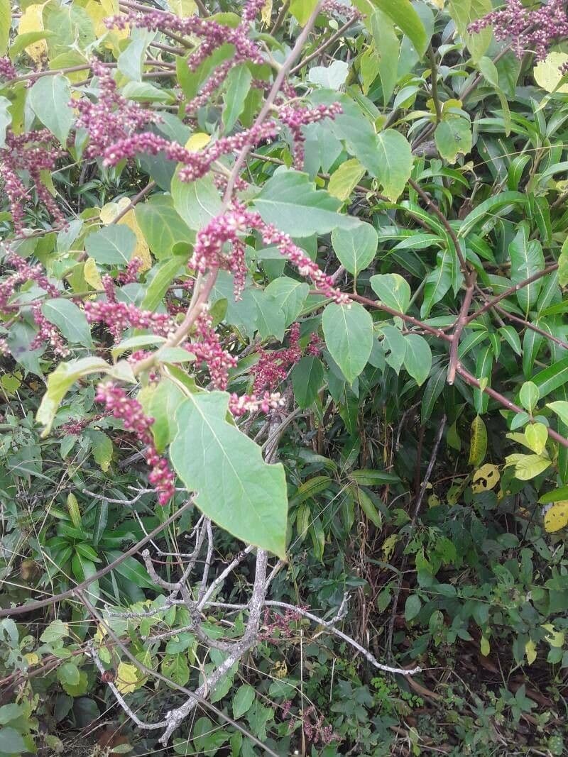 Chamissoa Altissima 11