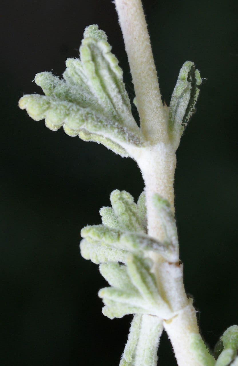 Teucrium 13