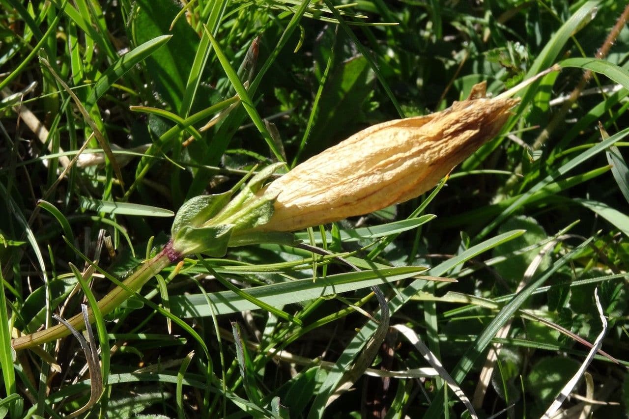 Gentiana occidentalis