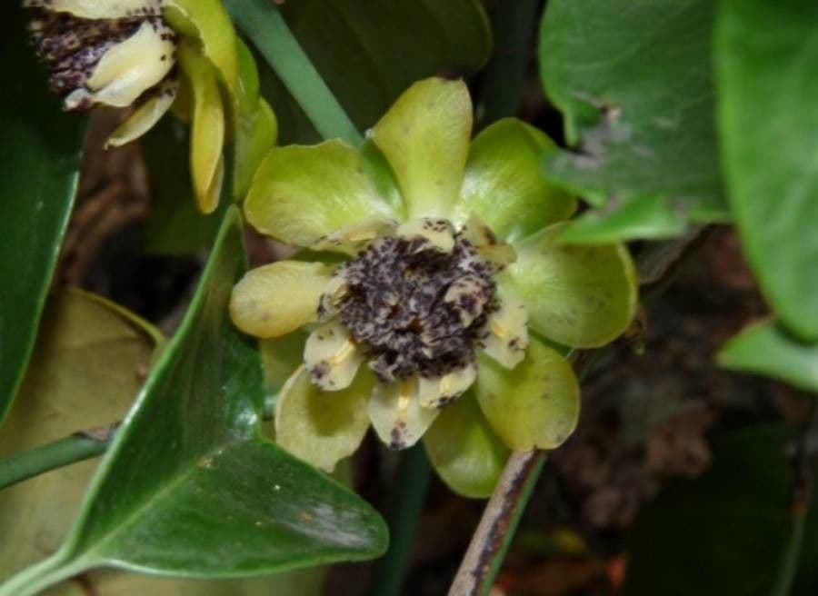 Austrobaileya 3