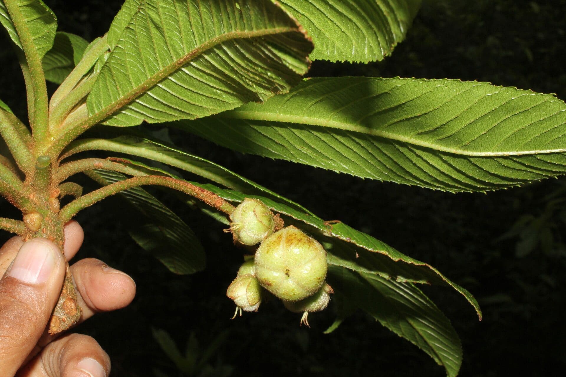 Saurauia