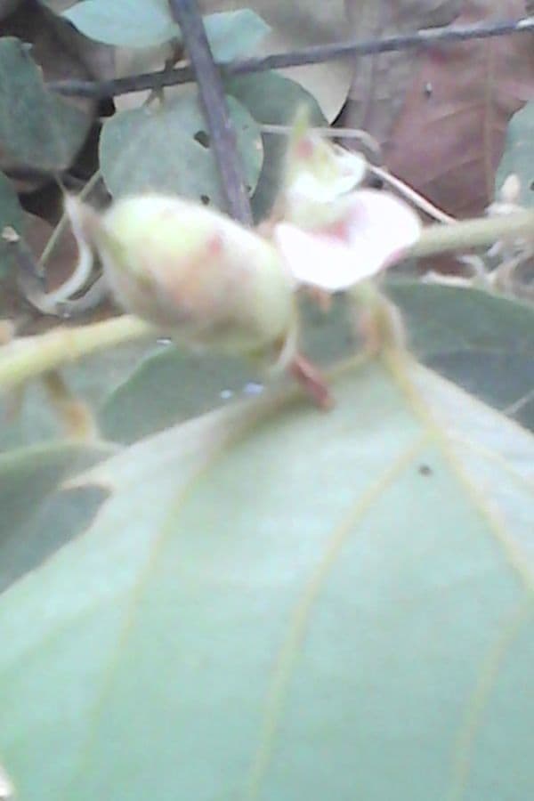 Flemingia faginea 2