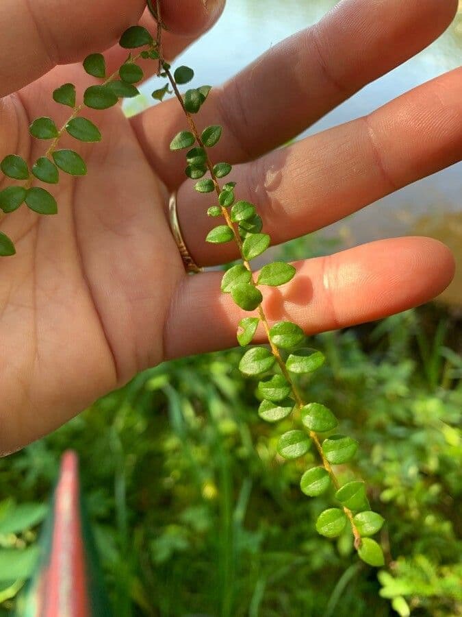 Gaultheria 15
