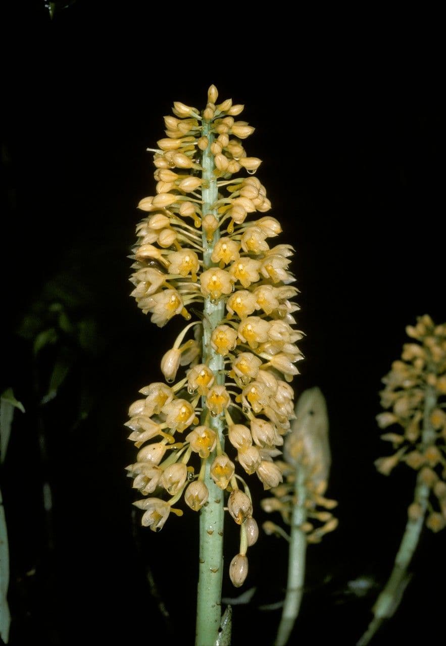 Calanthe