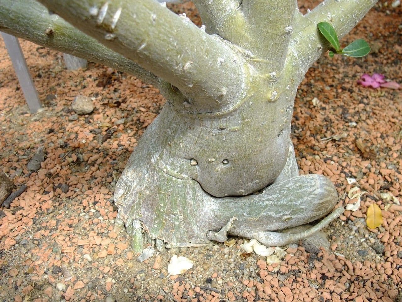Adenium 24
