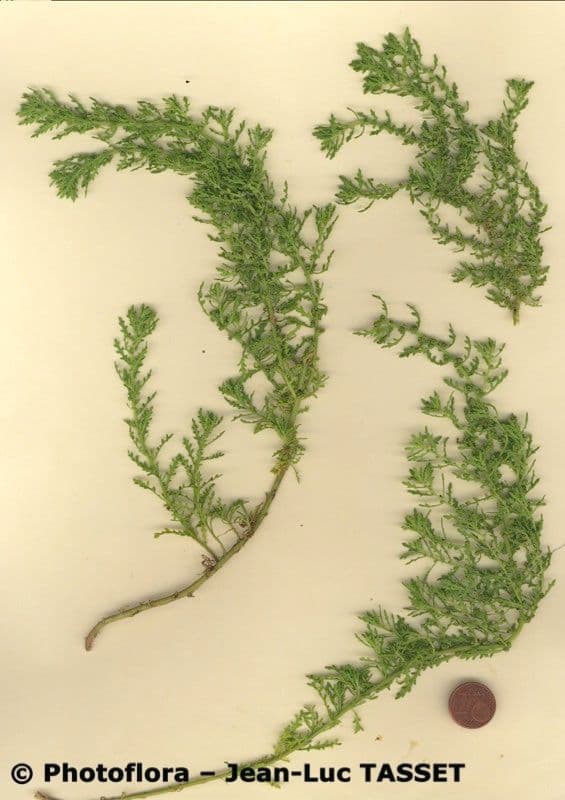 Chénopode multifide 10