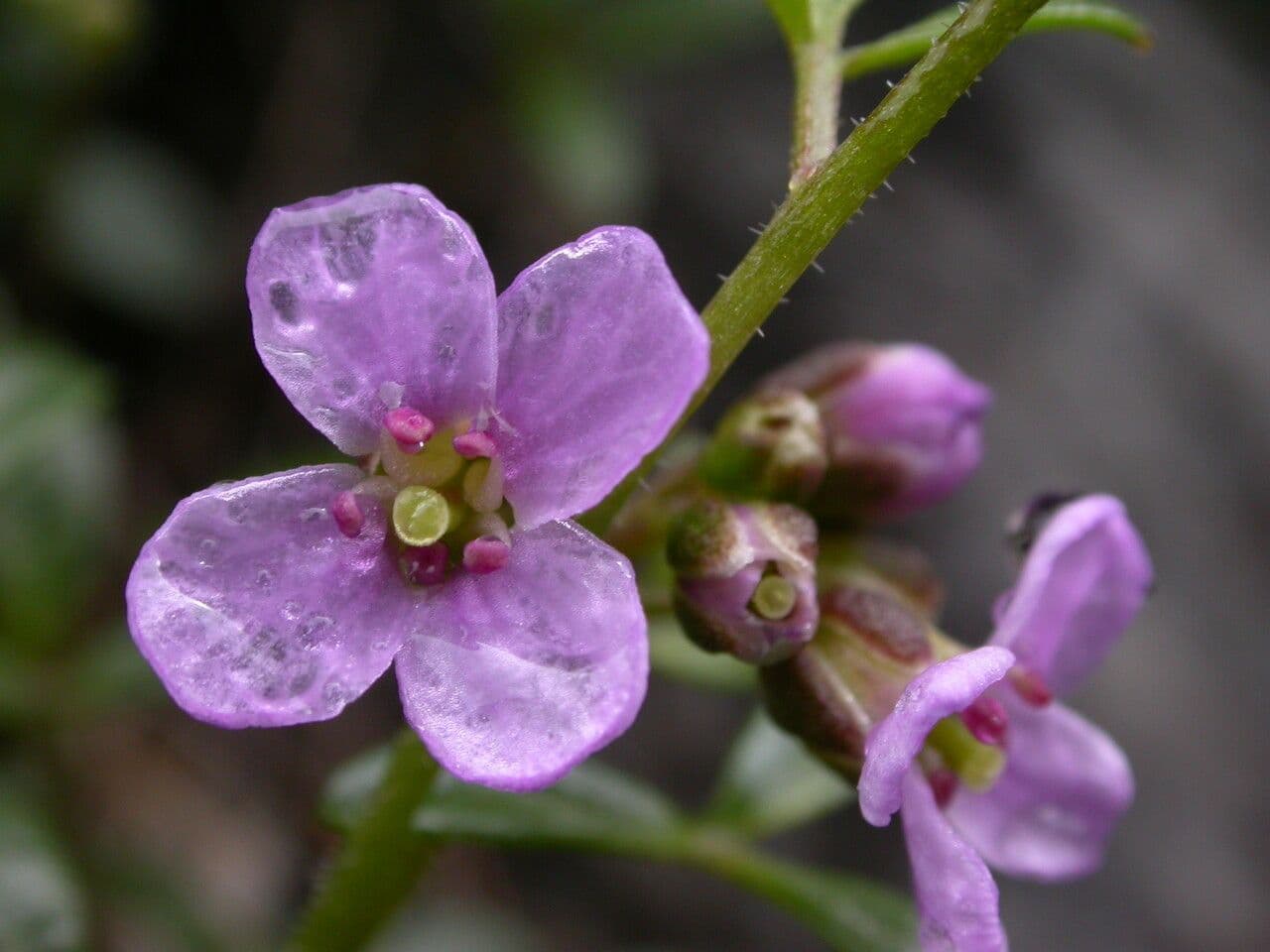 Cardamine 5