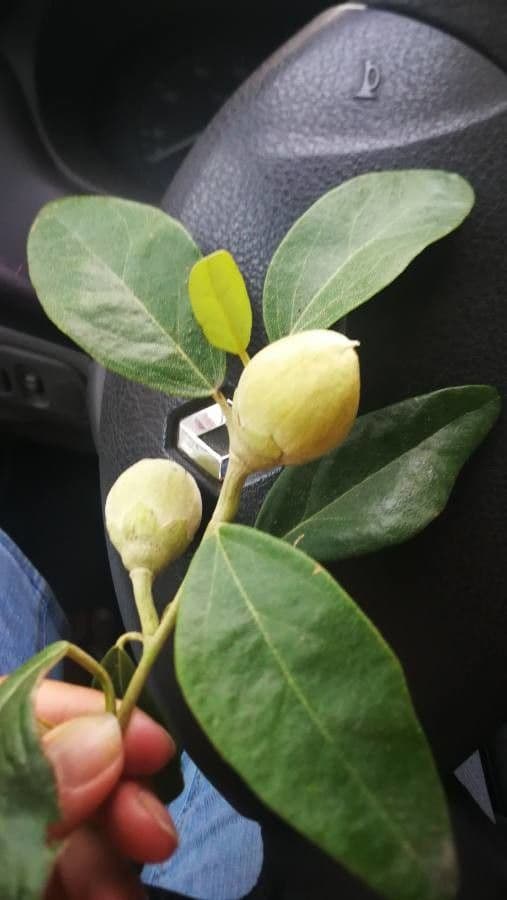 Styrax officinalis 30