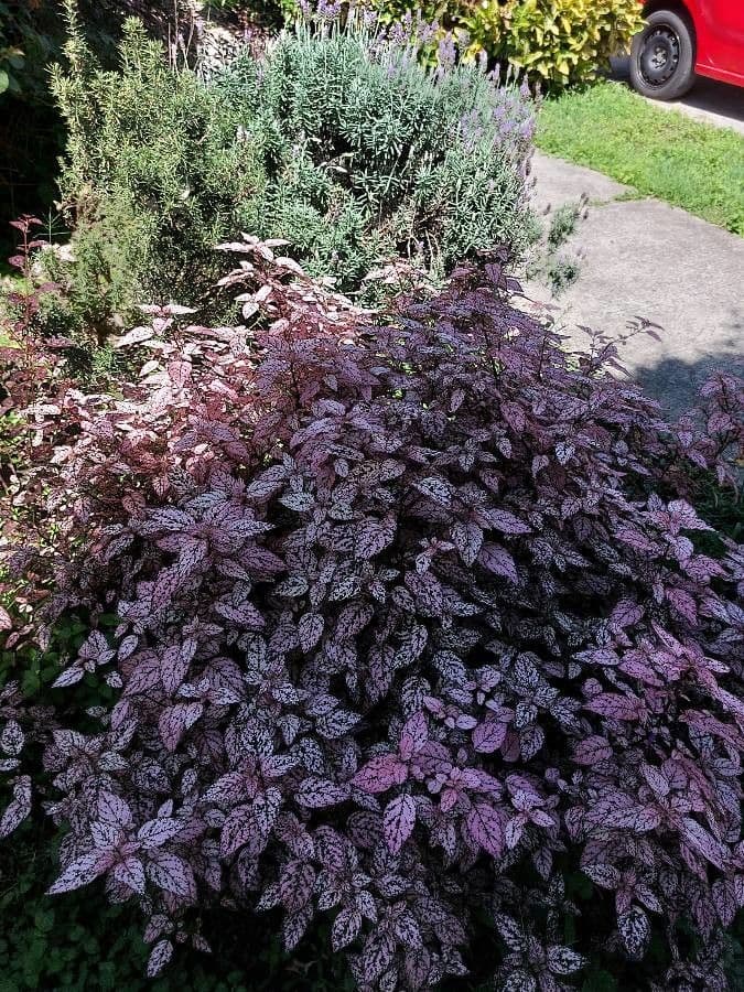 Hypoestes 21