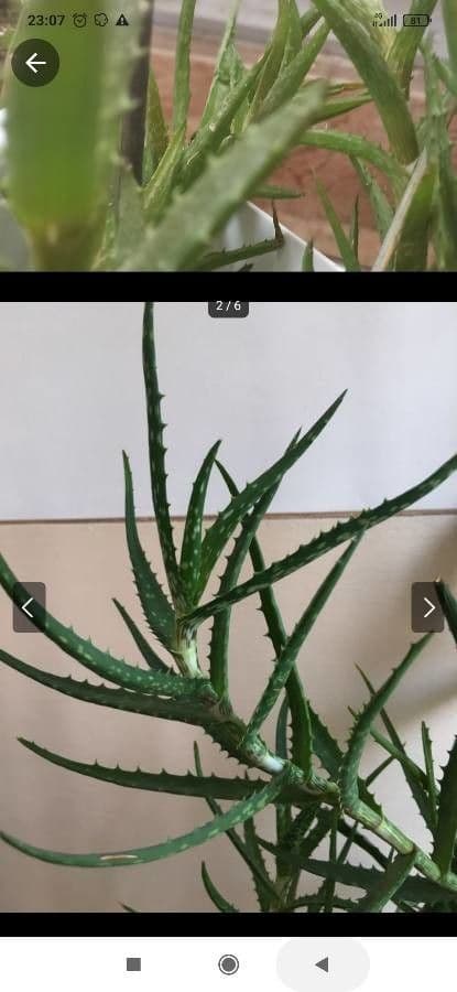 Aloe 4