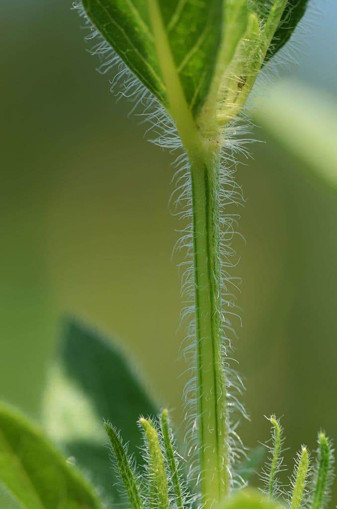 Ruellia 21