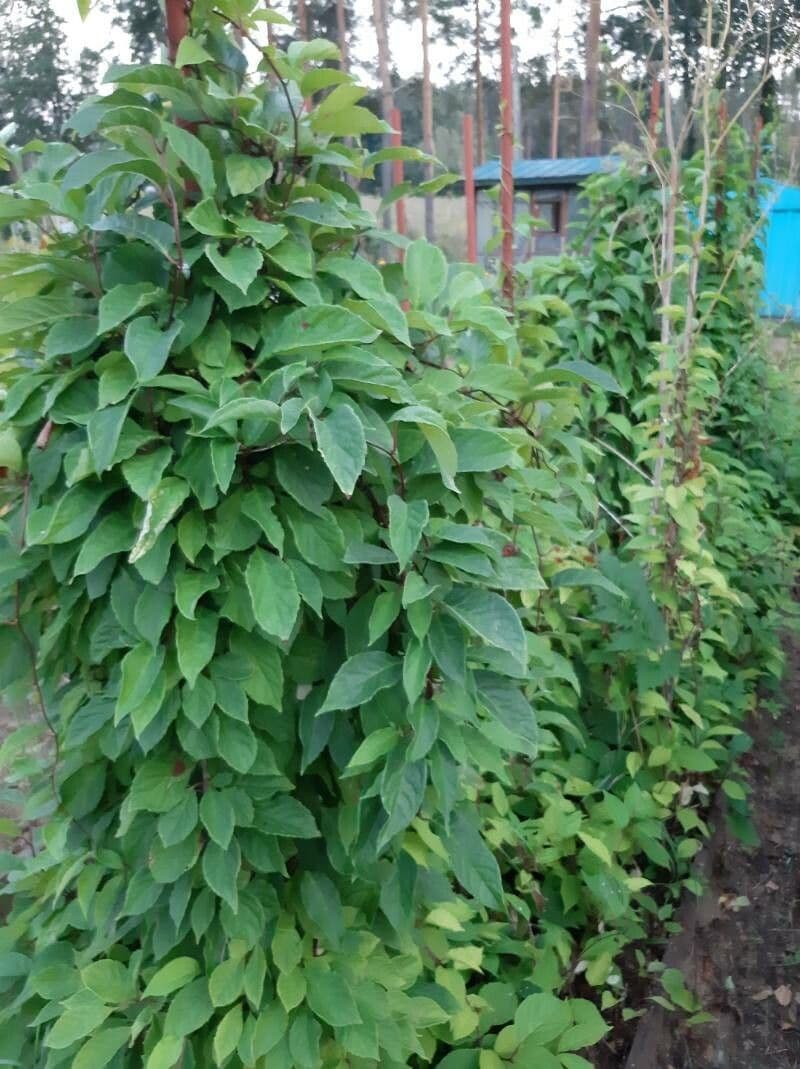 Schisandra chinensis 10