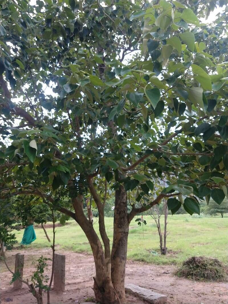 Gmelina arborea 11