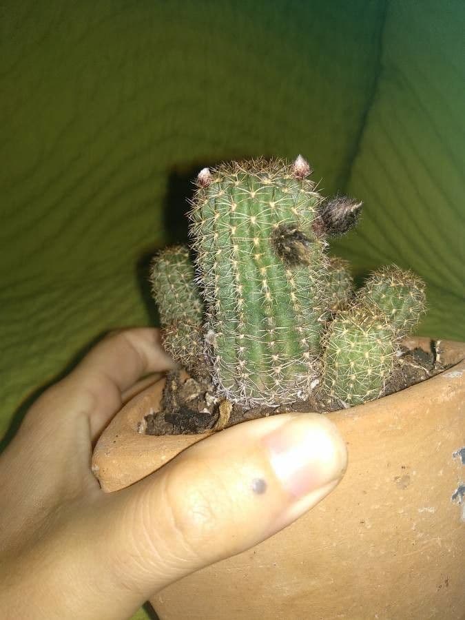 Cactus riccio 5