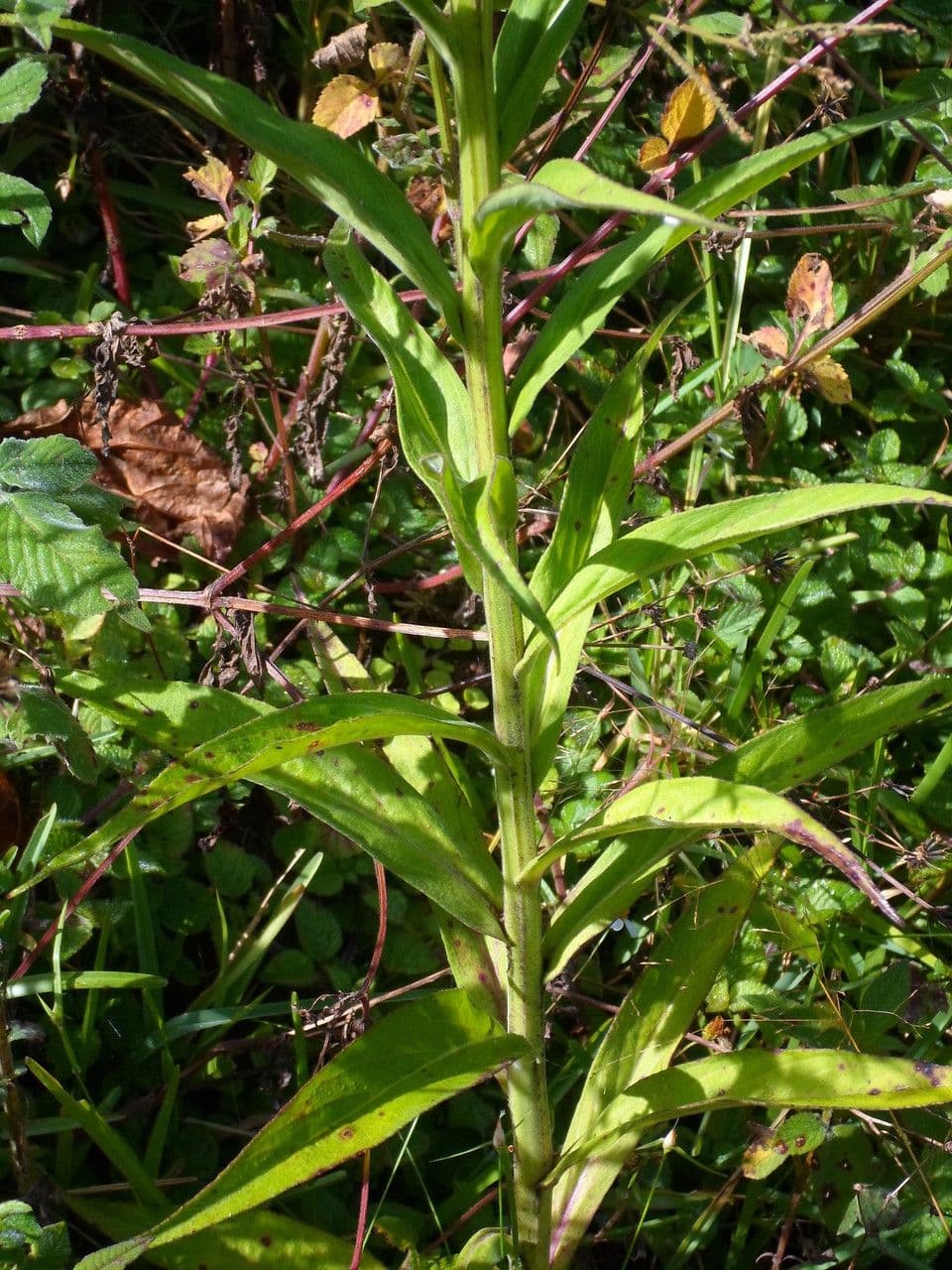 Lobelia cardinale 24