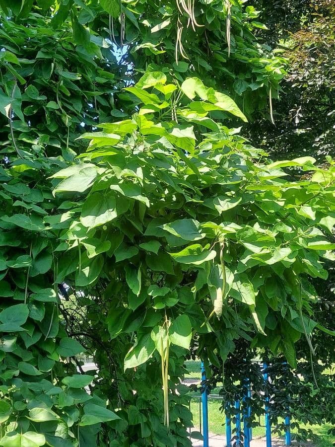 Chinese catalpa