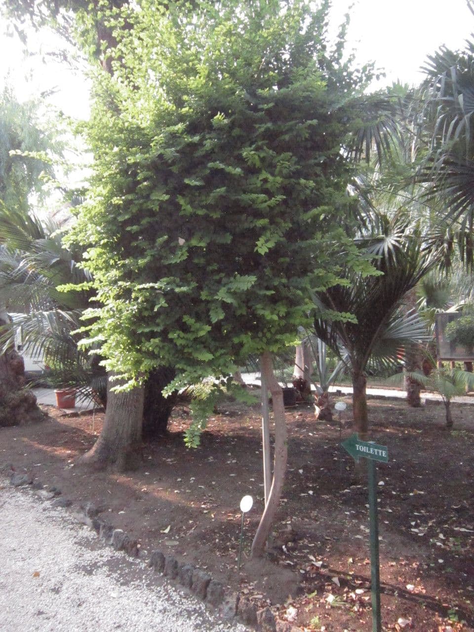 Grewia caffra 6