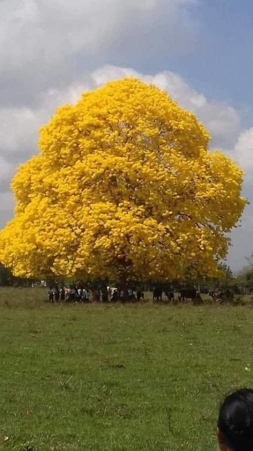 Ipê amarelo 11
